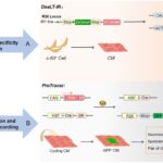 Frontiers | Cre-loxP-mediated genetic lineage tracing: Unraveling cell ...