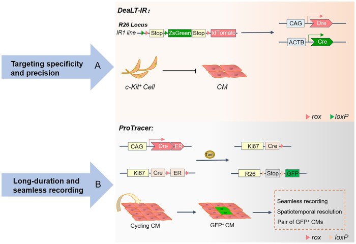 Frontiers | Cre-loxP-mediated genetic lineage tracing: Unraveling cell ...