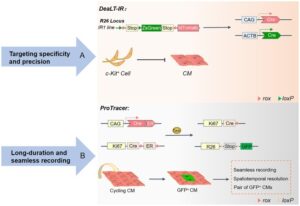 Frontiers | Cre-loxP-mediated genetic lineage tracing: Unraveling cell ...
